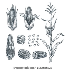 Corn cobs, grain, vector sketch illustration. Cereal agriculture, hand drawn isolated design elements.