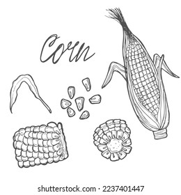 Corn cobs, grain, vector sketch illustration. Cereal agriculture, hand drawn isolated design elements.