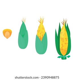 Corn cobs growth stage seed adult maize plant cob farming and agriculture vector flat illustration. Natural harvest organic product horticulture vitamin crop season growing vegetable cultivated grain