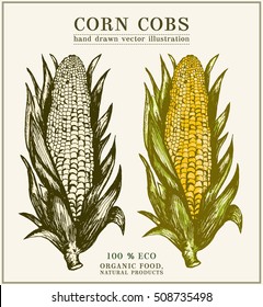 Corn cobs hand drawn design element 