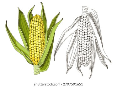 Corn cobs hand drawn vector illustration