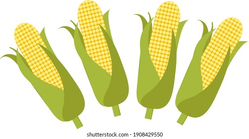 Corn cobs, illustration, vector on a white background.