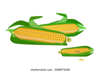 Corn cobs isolated on white background. Sweet golden ripe corn group. Fresh yellow maize with leaves and seed. Summer farm design element. Cartoon organic vegetable. Popcorn corny. Vector illustration