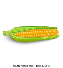 Corn cobs with leaves on white background. Vector set.