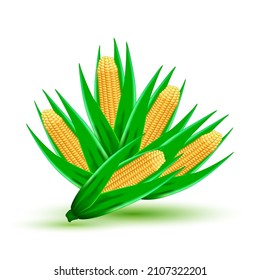 Corn cobs with leaves on white background, design element. Vegetable organic food realistic yellow corn stalk