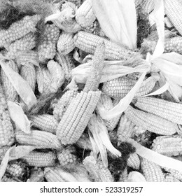 Corn cobs on pile in storage. Illustration.