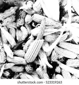 Corn cobs on pile in storage. Illustration.