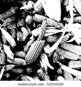 Corn cobs on pile in storage. Illustration.