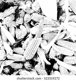 Corn cobs on pile in storage. Illustration.