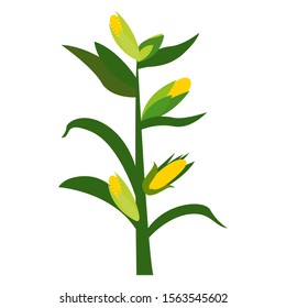 Corn cobs on plant stem - Vector illustration