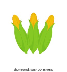 Corn cobs on white background. Vector set.