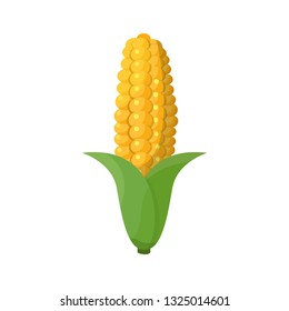 Corn cobs on white background