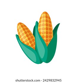 Corn cobs on a white background.
