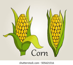 Corn cobs on white background. Hand drawn sketch style set of corn vegetable. Color illustrations. Vector set.