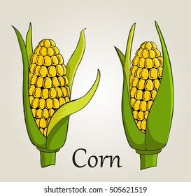 Corn cobs on white background. Vector set.