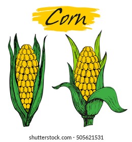 Corn cobs on white background. Vector set.