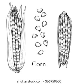 corn cobs and seeds, ink drawing, hand drawn vector illustration