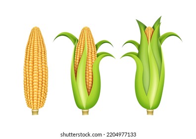 Corn cobs set realistic. Organic food. Corncob natural meal. Ripe maize. Product for cooking popcorn. Healthy eating and vegetable isolated white background. 3d vector illustration