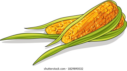 Corn cobs in vector design for packaging, menus, books, catalogs, showcases, etc.