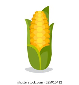 Corn cobs vector illustration. Healthy grain maize vegetable cob . Yellow agriculture farm ingredient .