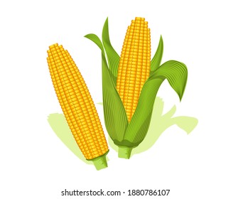 Corn cobs vegetables with green leaf. Fresh delicious corn vector design