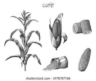 Corn collection hand drawn vintage engraving style black and white clip art isolated on white background