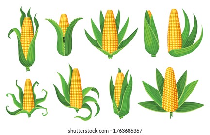 Corn collection. Isolated ripes corn ear. Yellow