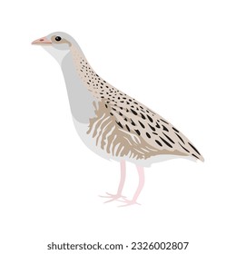 Corn crake bird or Landrail. Corncrake bird in flat style isolated on white background.  Vector illustration