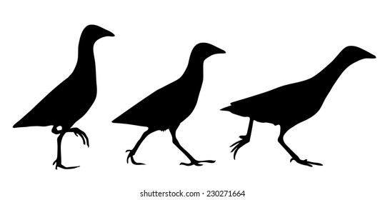 Corn crake silhouette