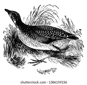 Corn Crake es un pequeño ave de la familia Rallidae, dibujo vintage de líneas o ilustración grabadora.