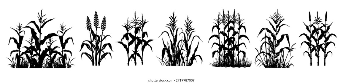 Conjunto de Clipart de silueta de cultivos de maíz 