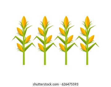 corn cultive isolated icon