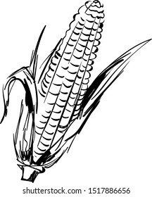 Corn drawing, illustration, vector on white background.