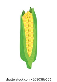 corn drawing isolated over white background. vector illustration