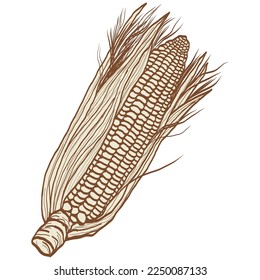 Corn Drawing Vintage Retro Illustration Line Art Sketch Vector
