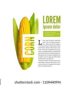 Corn ear isolated on white with text block