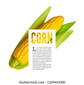 Corn ear isolated on white with text block
