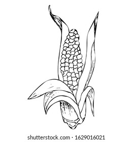 Corn ear isolated on white background. Happy Thanks giving day vector hand drawn illustration. Black and white outline sketch in vintage style for menu,  restaurant, recipe.