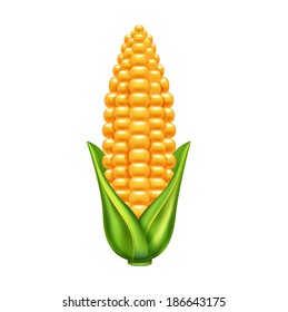 corn ear and leaves isolated on white