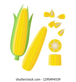 Corn ear, Ripe corn cobs, corn seeds, grains vector illustration in flat design isolated on white background. Maize collection, peeled, piece and seeds.