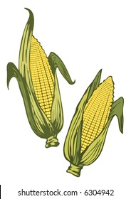 Corn ears-vector realistic illustration for food designs