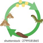 Corn Earworm Life Cycle Agricultural Pest Development Stages Vector Illustration
