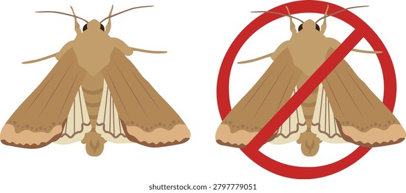 Corn earworm moth (Helicoverpa zea) vector illustration isolated on white background. Agricultural pest insect for farming, crop protection, biology education, entomology and pest management.