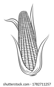Corn engraving vintage style style illustration.  Vegetable isolated on white background. Design for shop, market, book, menu, banner. Outline ink slyle sketch. Farm market product. 