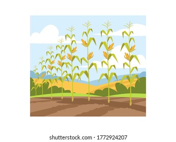 Corn fall harvest semi flat vector illustration. Local production of fresh foods. Row of growing plant with eco ripe vegetables. Farmland hills 2D cartoon landscape for commercial use