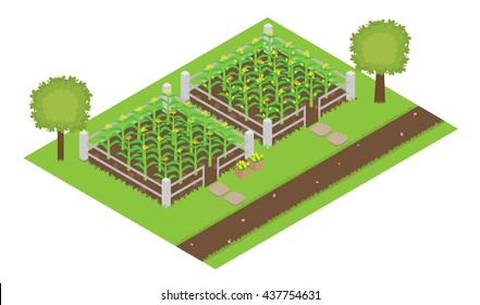 corn farm isometric vector