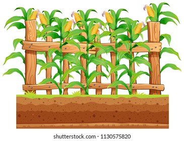 A corn farm on whiote background illustration