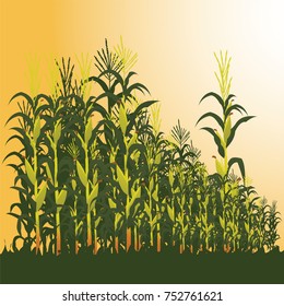 corn field in the afternoon vector illustration