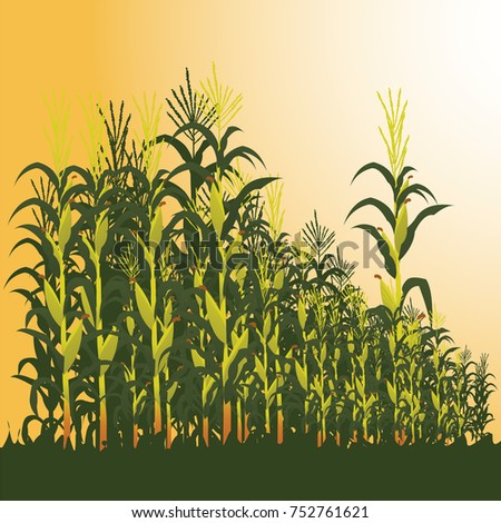 corn field in the afternoon vector illustration Stock photo © 