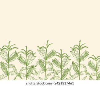 Corn field banner hand drawn engraved sketch background vector illustration. Card template silhouette corn cobs plants vintage style, healthy food grain harvest design for flyer, label,  print, paper